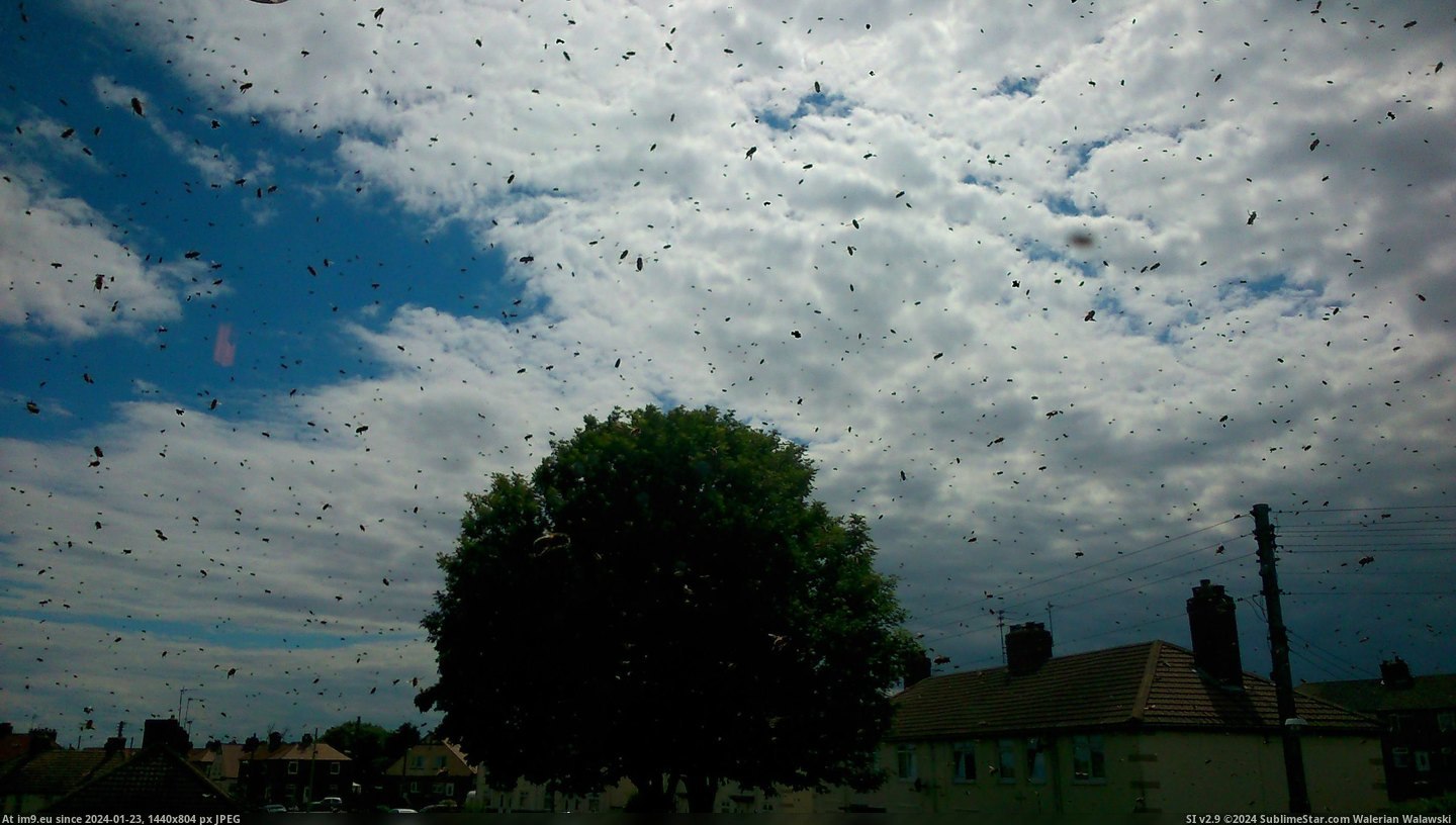 #Wtf #House #Swarmed #Street #Wasps [Wtf] My house and whole street is currently swarmed with wasps... 12 Pic. (Image of album My r/WTF favs))