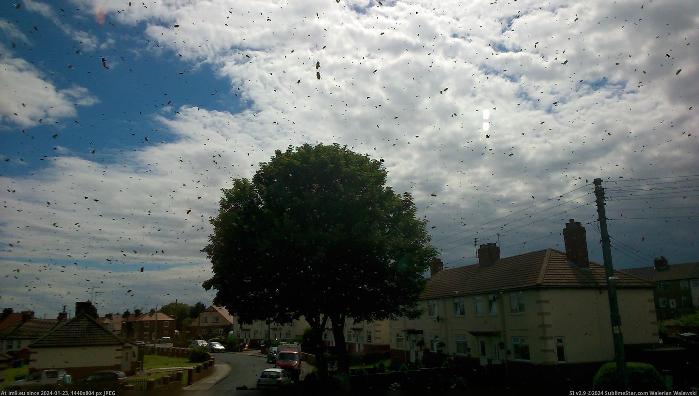 #Wtf #House #Swarmed #Street #Wasps [Wtf] My house and whole street is currently swarmed with wasps... 24 Pic. (Image of album My r/WTF favs))
