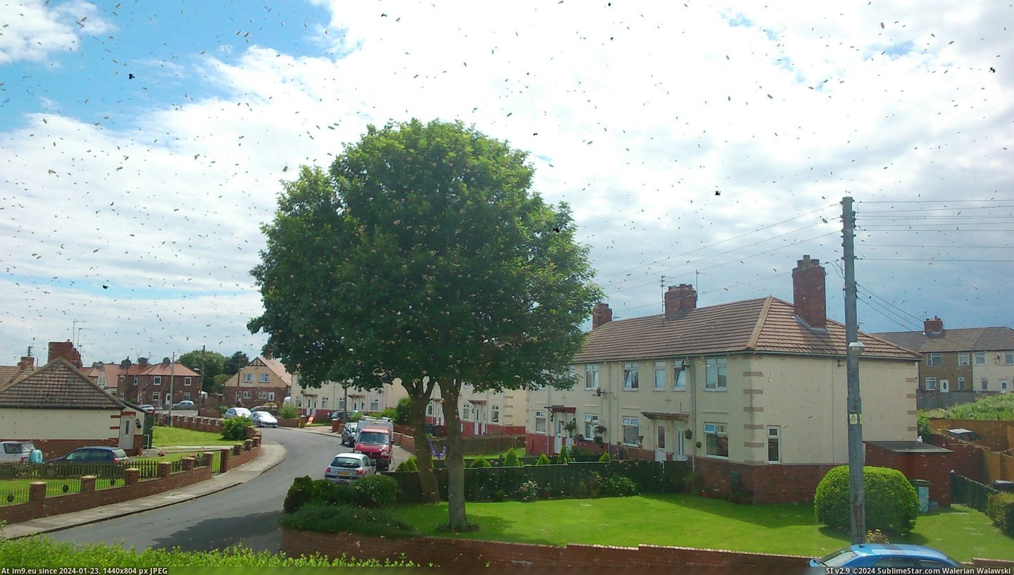 #Wtf #House #Swarmed #Street #Wasps [Wtf] My house and whole street is currently swarmed with wasps... 4 Pic. (Image of album My r/WTF favs))