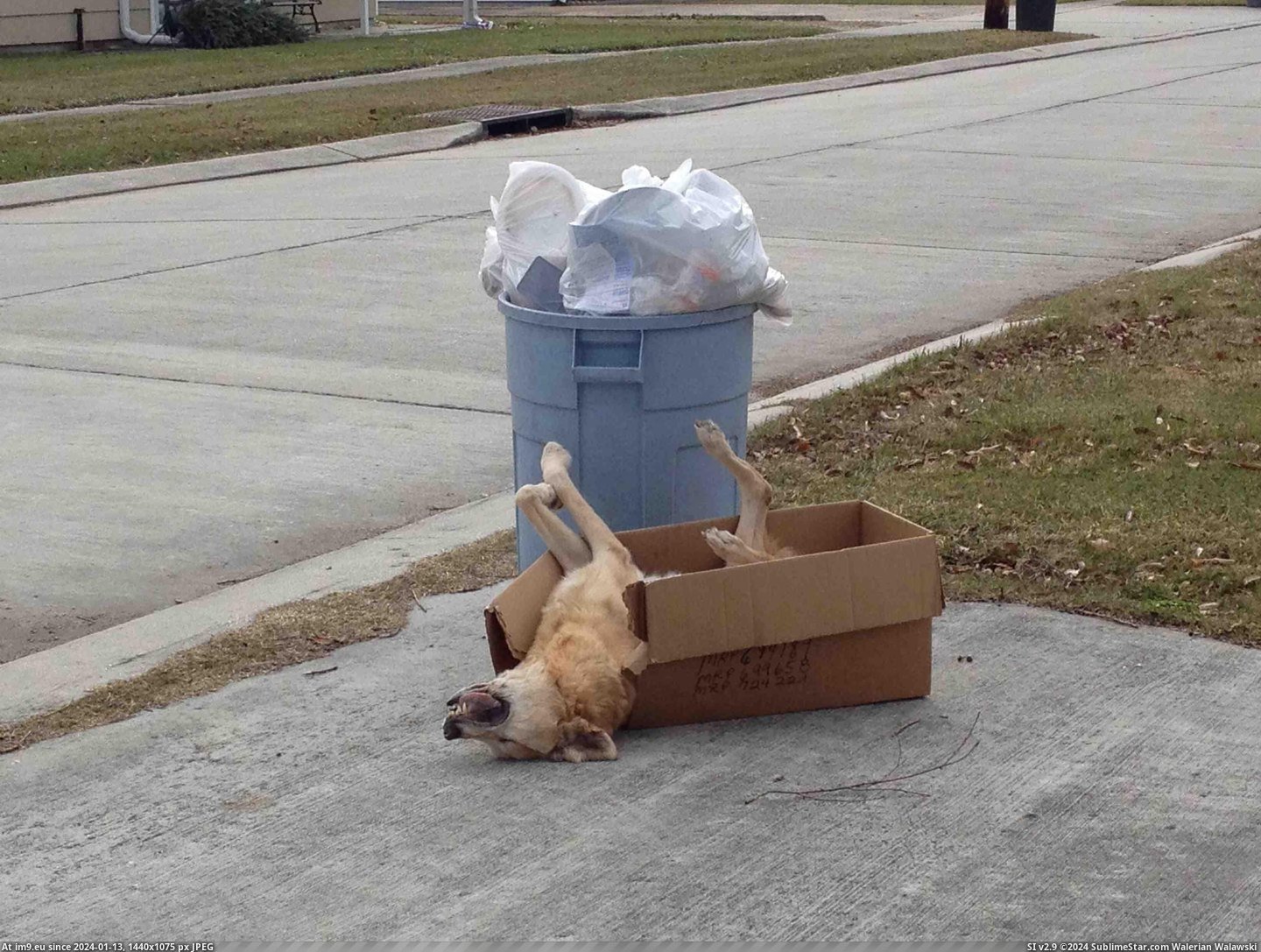 #Wtf #Out #Morning #Dog #Neighborhood #Garbage #Eyesore #House #Dead #Put #Neighbor [Wtf] This is my neighbor. His house is the neighborhood eyesore and this morning he put out his dead dog with the garbage. Pic. (Obraz z album My r/WTF favs))