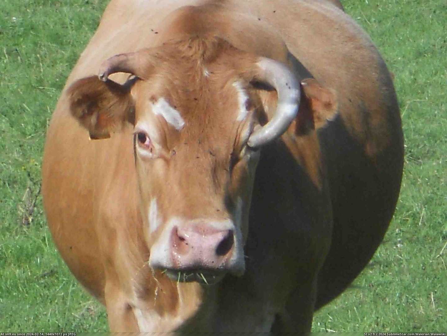 #Wtf #Picture #Cow #Years [Wtf] took a picture of this cow a few years back. Pic. (Image of album My r/WTF favs))