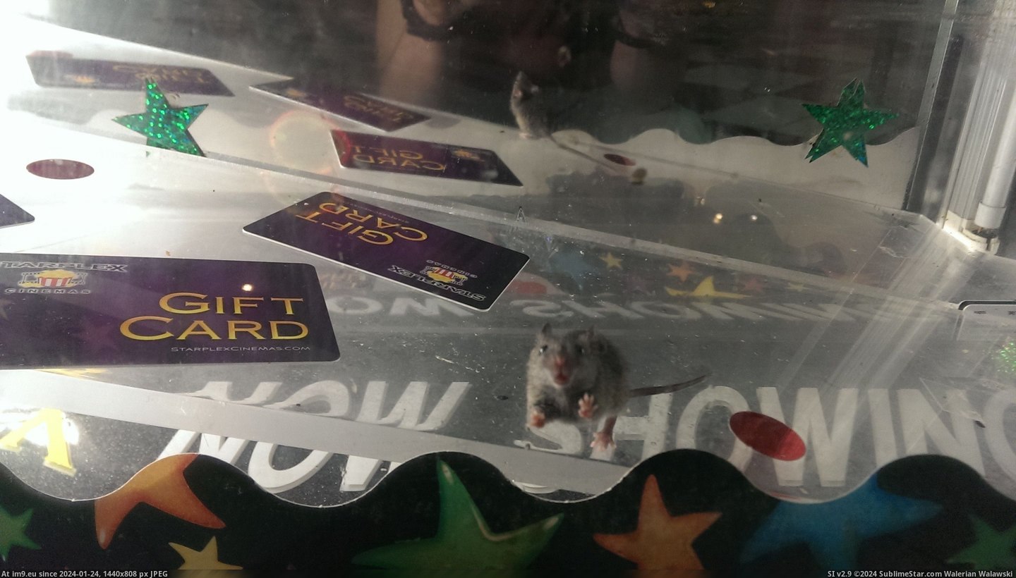 #Wtf #Movie #Saw #Local #Theater #Popcorn #Concession #Stand #Buy #Display #Mouse [Wtf] Went to buy some popcorn at my local movie theater and saw a mouse in the concession stand display Pic. (Image of album My r/WTF favs))