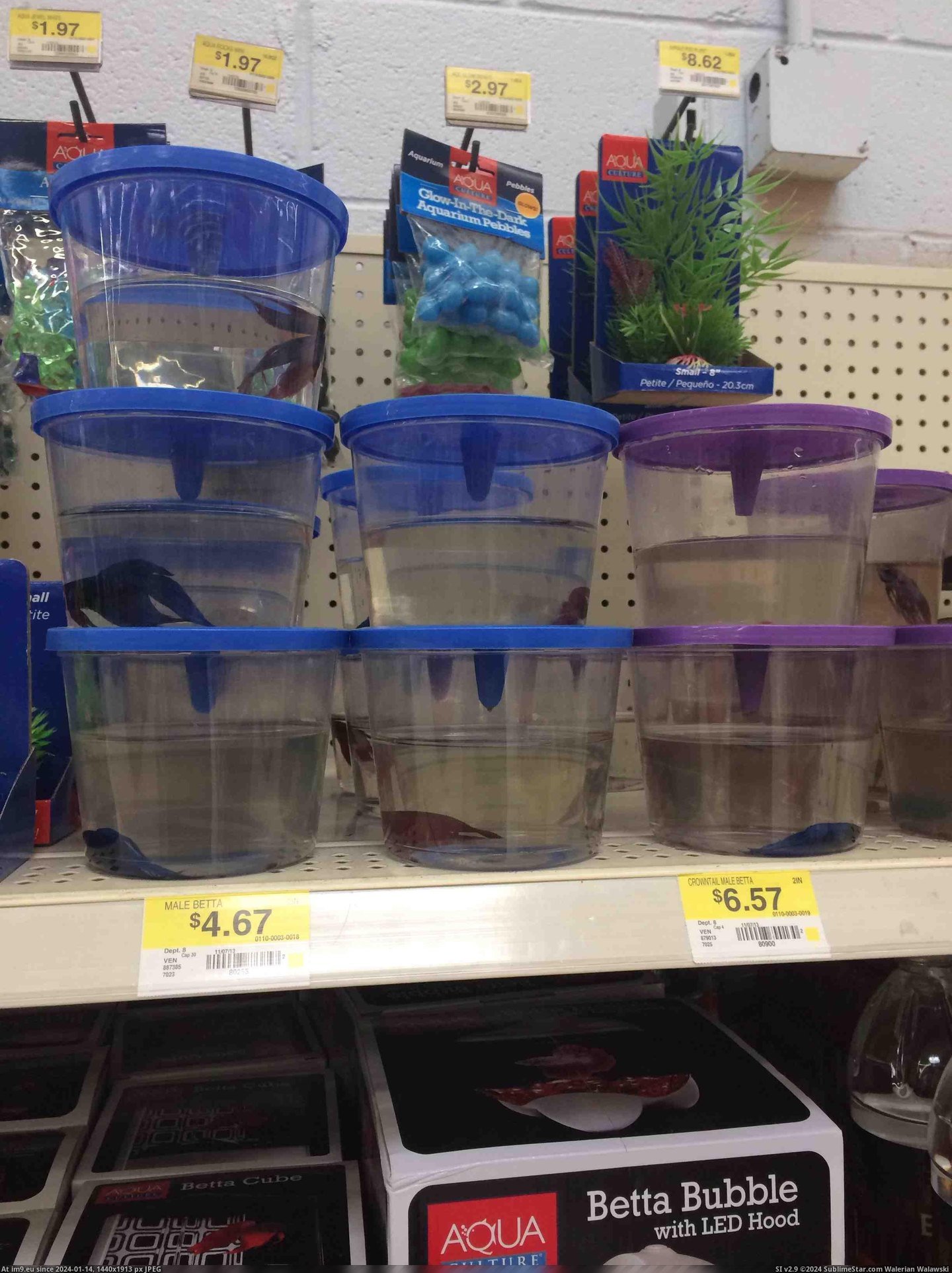 #Wtf #One #You #Why #Alive #Wal #Mart #Was #Good #Too [Wtf] Why do you do this Wal-Mart? There was only one alive, and it didn't look too good. Pic. (Obraz z album My r/WTF favs))